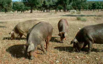 Aprobada la norma de calidad para la carne, el jamón, la paleta y la caña de lomo ibéricos