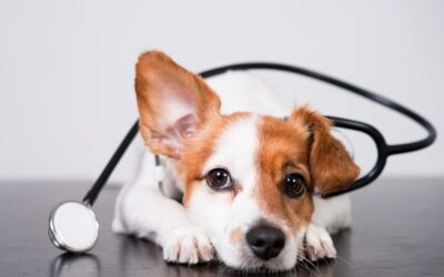 Arranca la primera Conferencia Mundial sobre Innovación en Sanidad Animal, Centros de Referencia y Vacunas