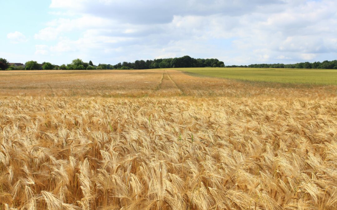 Trigo silvestre, la clave de la seguridad alimentaria en un mundo que se calienta