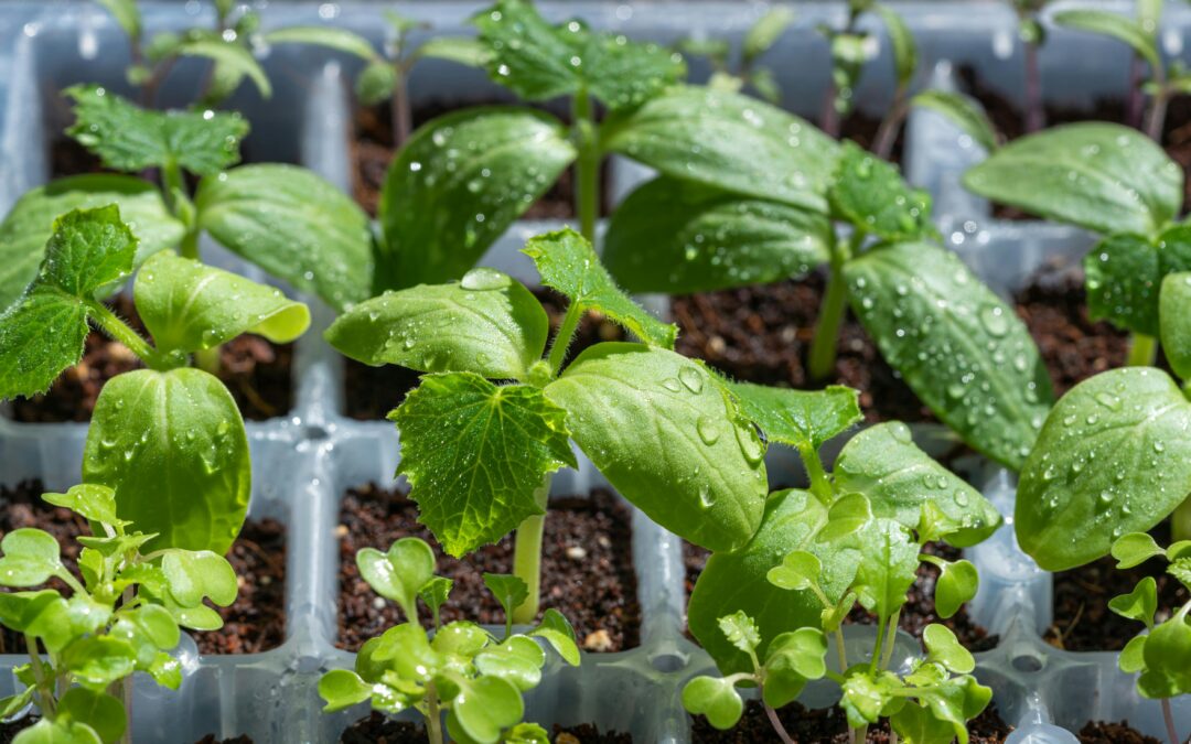 La seguridad alimentaria: el pilar fundamental para construir una industria excelente