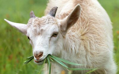 Investigación en España sobre el impacto del plomo en cabras: salud animal y seguridad alimentaria en el foco